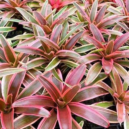 Неорегелия CHERRY VANILLA