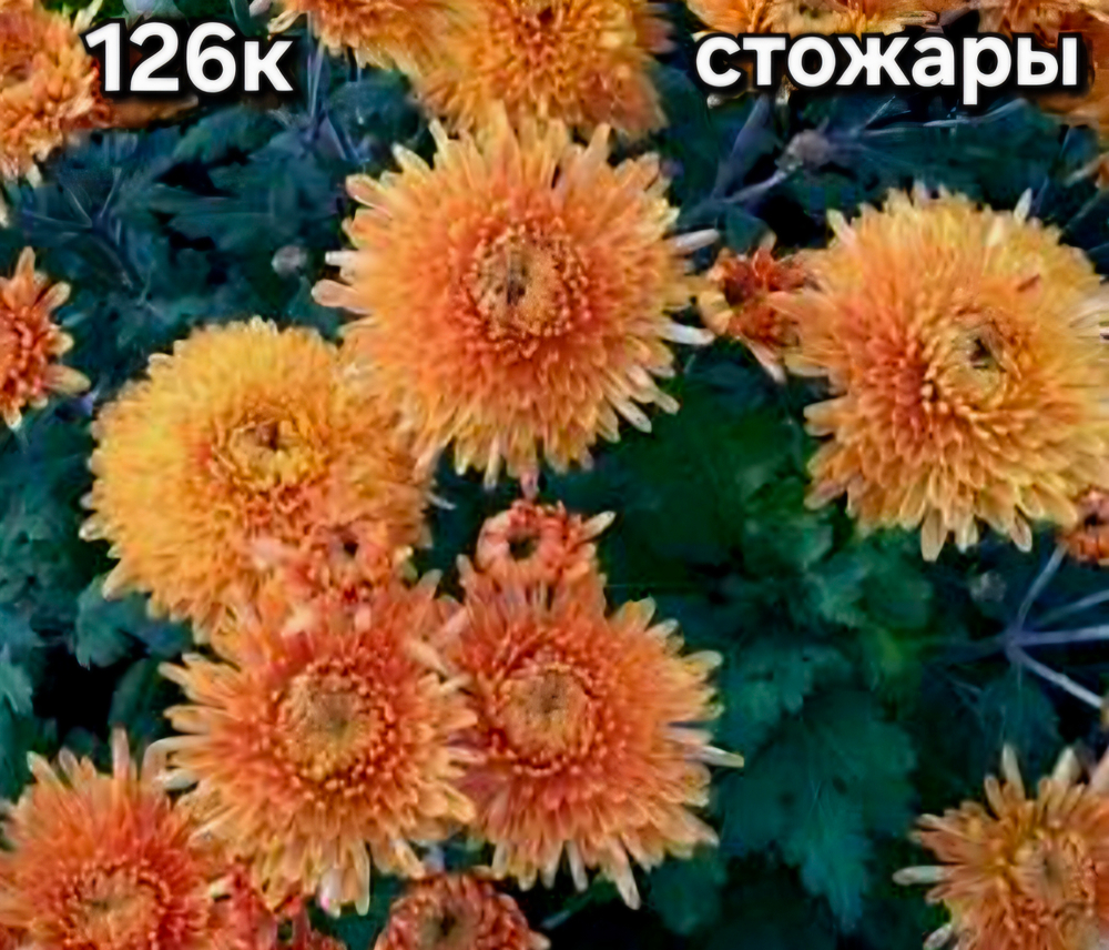 САЖЕНЦЫ ХРИЗАНТЕМЫ КОРЕЙСКАЯ № 126 СТОЖАРЫ