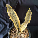 Сансевиерия KIRKII VAR PULCHARA