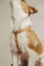 Цельнокожаная шлейка Рыжая