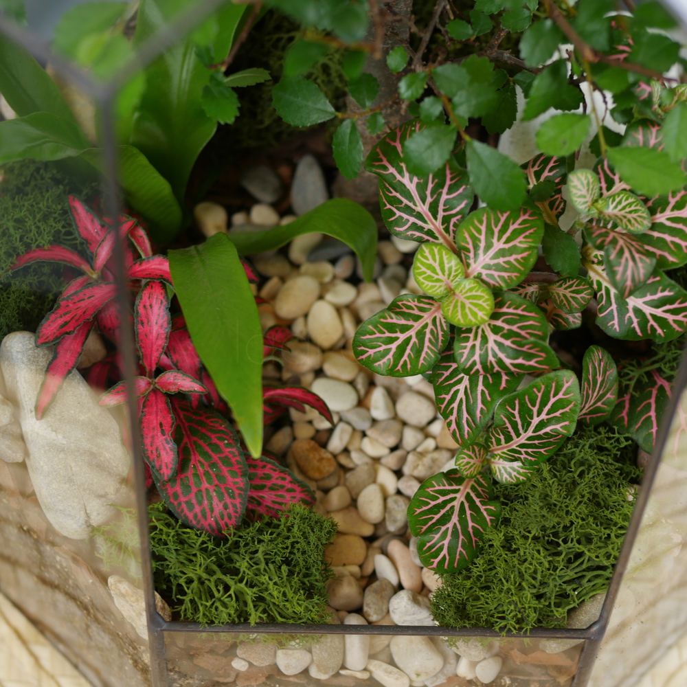 Готовый флорариум бонсай Японский вяз Бонсариум