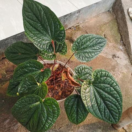 Антуриум SIRIH RADICANS s.L