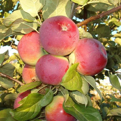 Яблоня Орлик (горшок 7,5л)