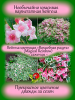 Вейгела Мэджикал Рейнбоу