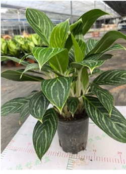 Диффенбахия white snow princess д.16