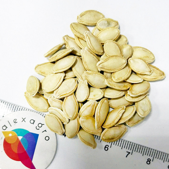 СИРЕНА F1 семена кабачка Syngenta семена – фото 6