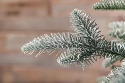 Елка Нормандия пушистая заснеженная 185 см., литая хвоя, Triumph Tree (72085)