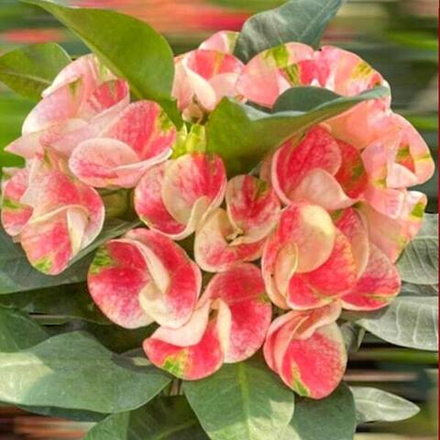 Эуфорбия Миля PLEON PIROM