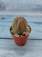 Euphoria Obesa (Эуфорбия)