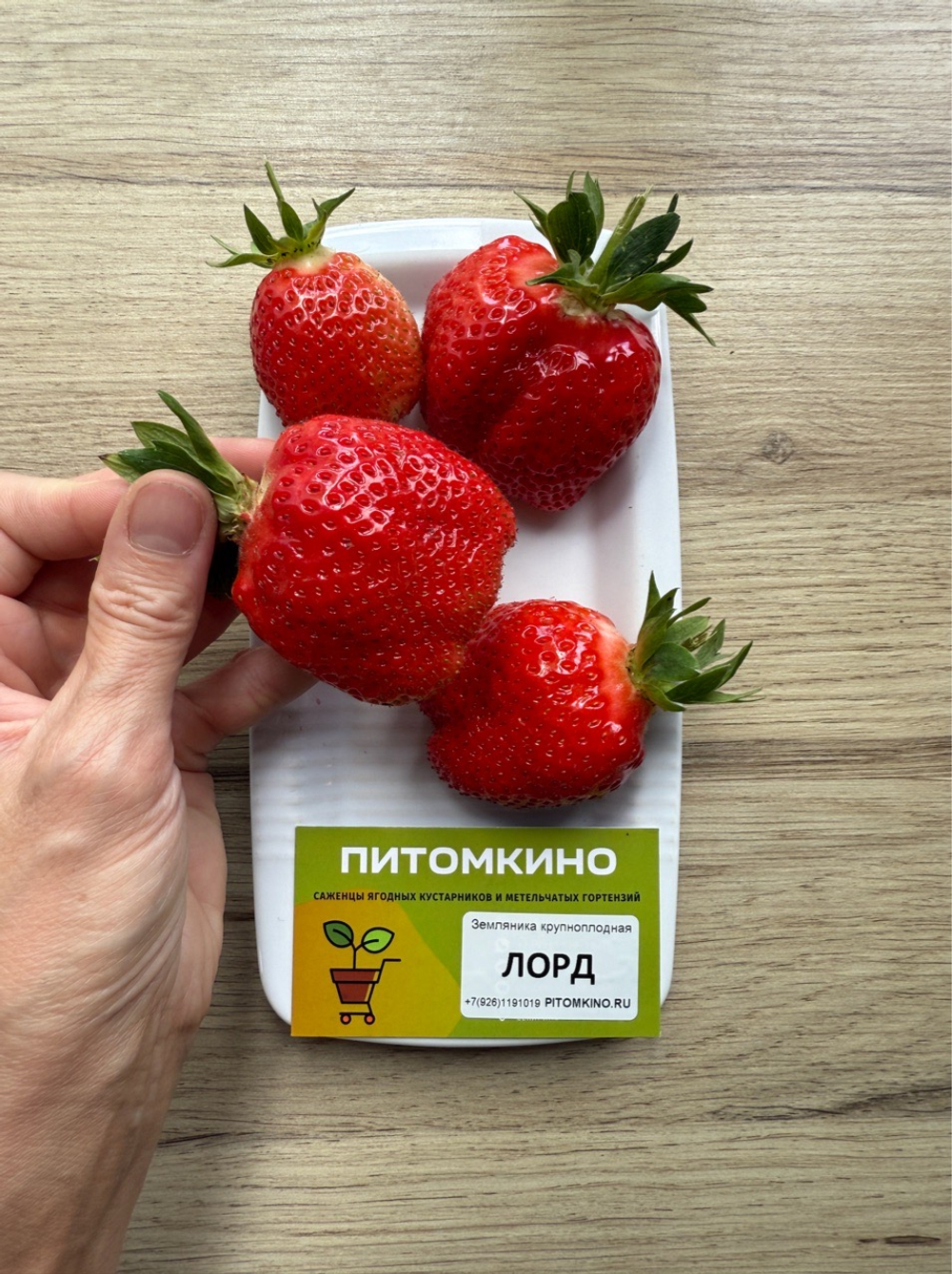 Земляника садовая Лорд