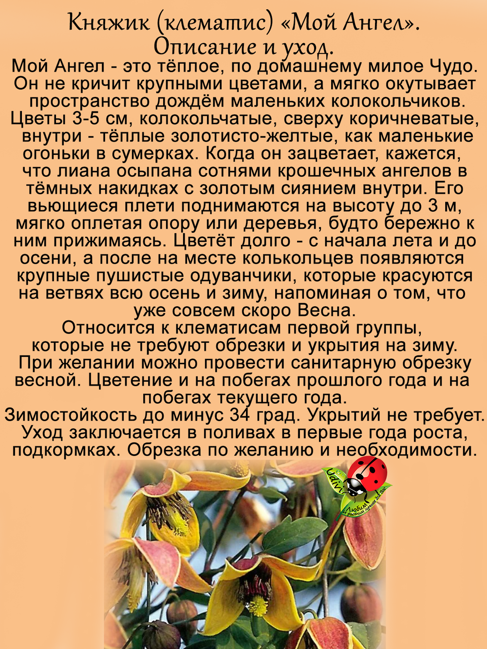 Княжик Мой Ангел клематис неукрывной