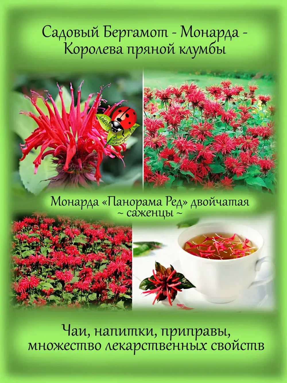 Монарда Панорама Ред Садовый бергамот