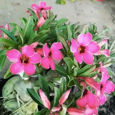 Адениум обесум 127 Hồng Nhạn