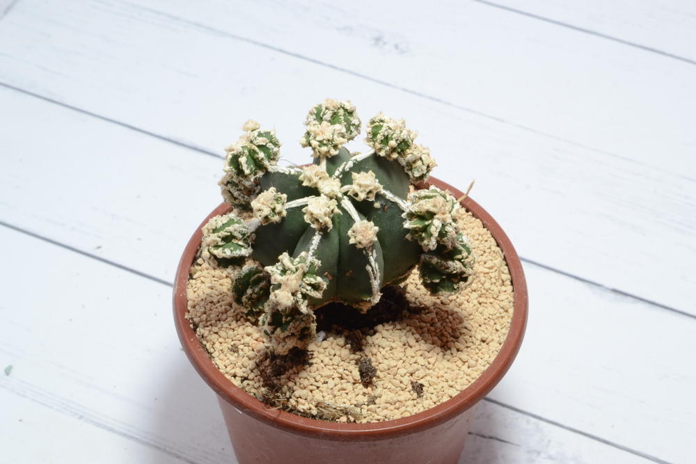 Astrophytum Myriostigma Hakujo Fukuryu (sct29594)