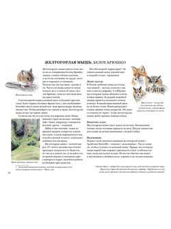 Мышиная книга