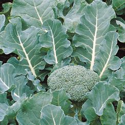 ФИЕСТА F1 семена капусты брокколи (Bejo | Alexagro)