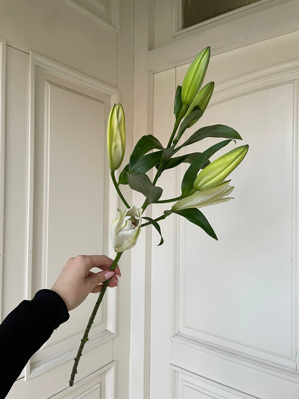 Лилия белая