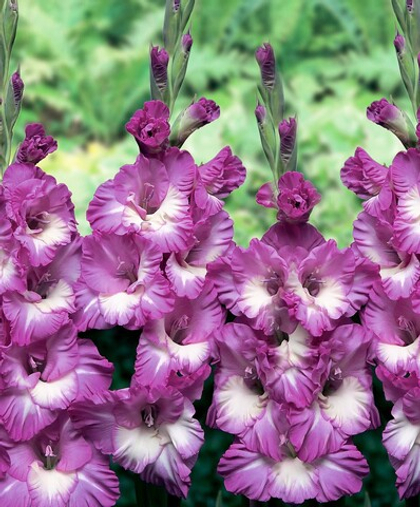 Гладиолус Анук