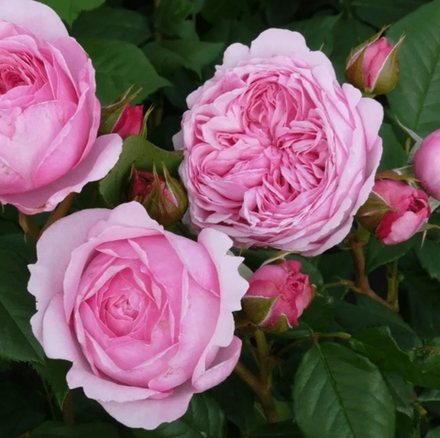 Роза Гартентрауме