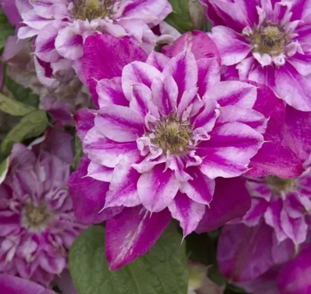 Клематис  My Darling (Май Дарлинг) Стандарт поставки Р9