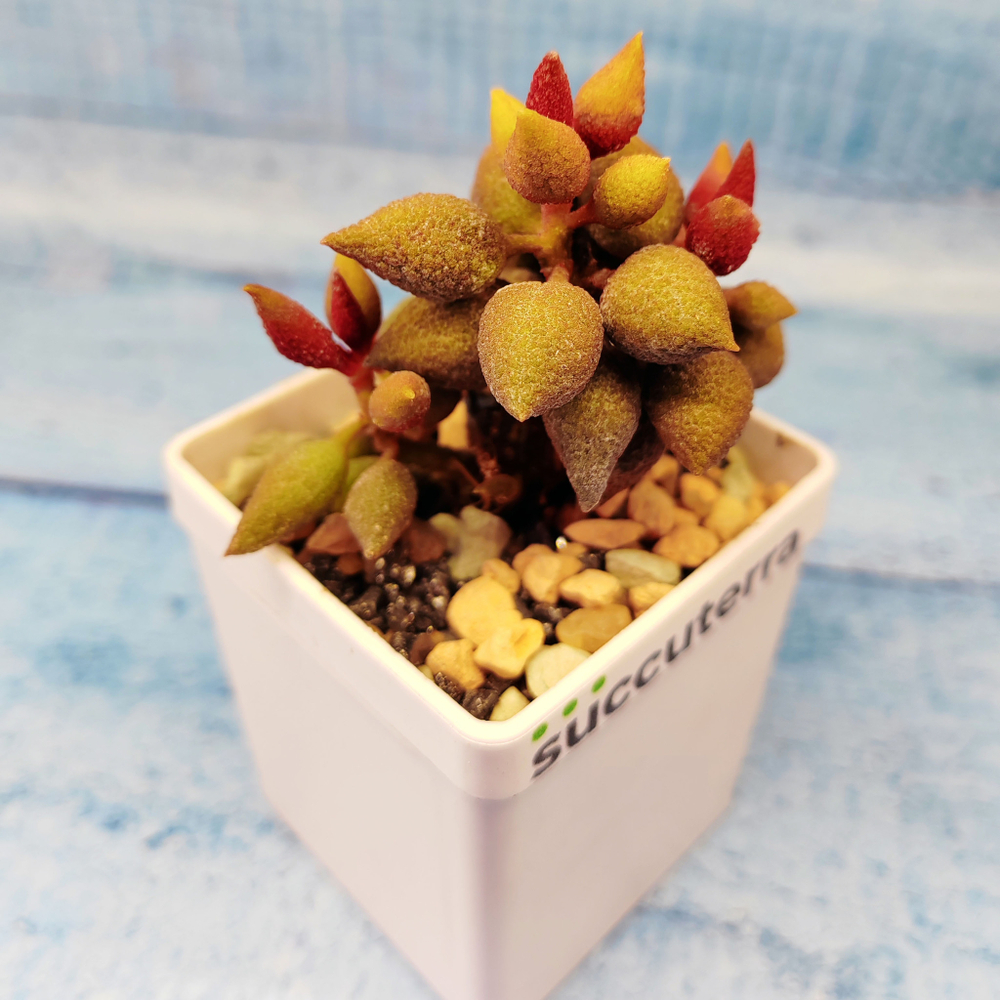 Adromischus marianiae aubergine (Адромискус)