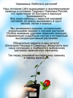 Базелла Рубра малабарский шпинат
