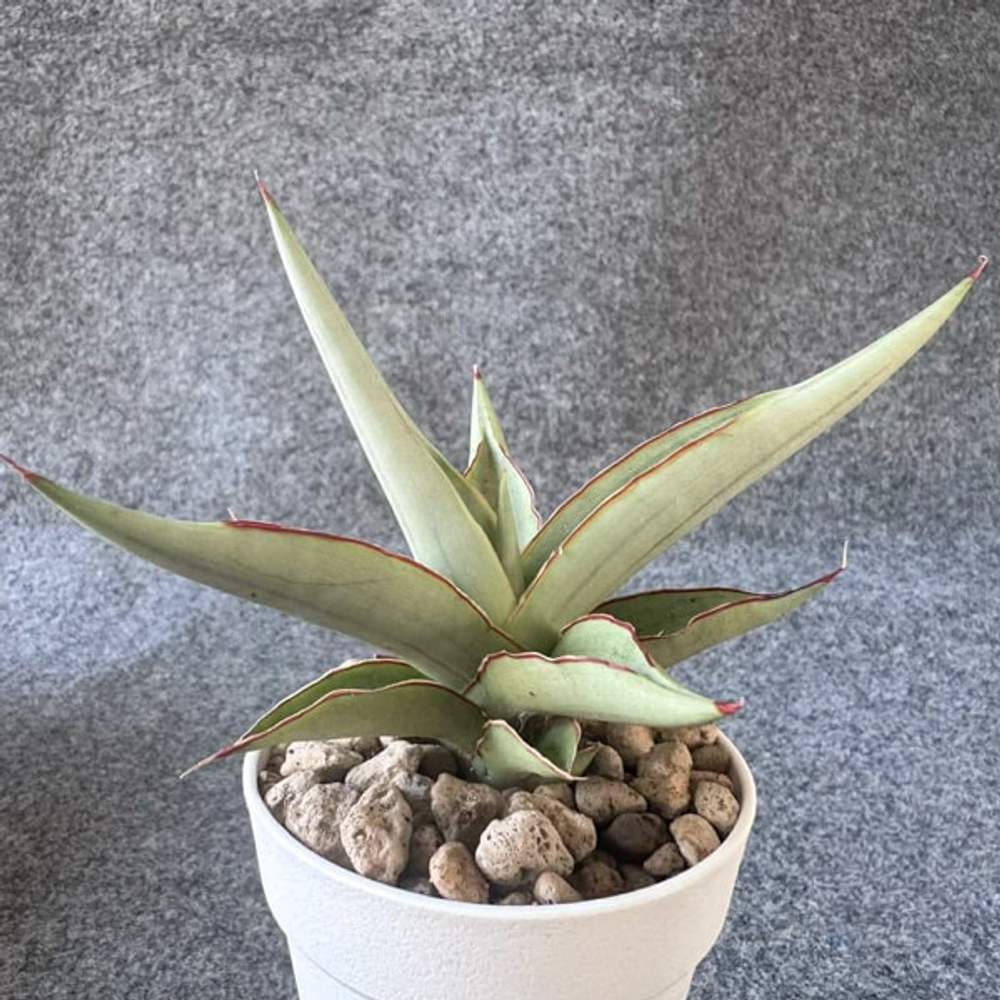 Сансевиерия SWAN DANCER