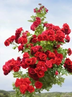 Роза плетистая Симпати