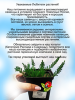 Вереск Раднор зимостойкий