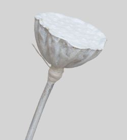 TR 603M Росток семени Лотоса