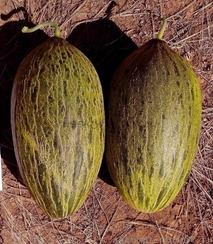 Сисапо F1 семена дыни (Enza Zaden / Энза Заден)