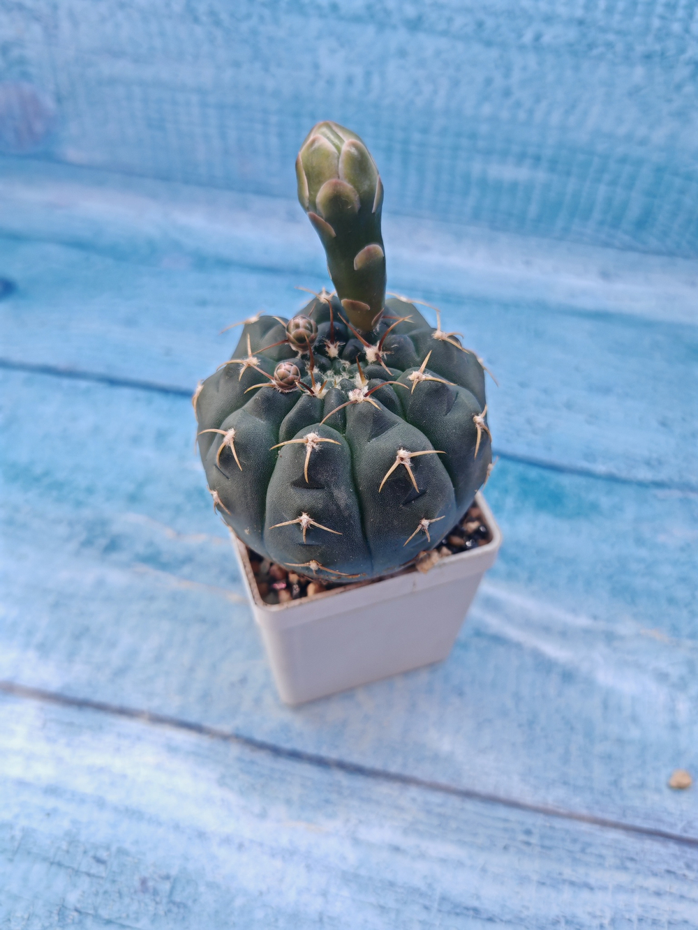 Gymnocalycium Quehlianum (Гимнокалициум)