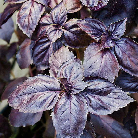 РОЗИ семена базилика Enza Zaden купить – фото 2