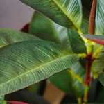 Дерево искусственное декоративное в кашпо, 60 см, Y4-3389