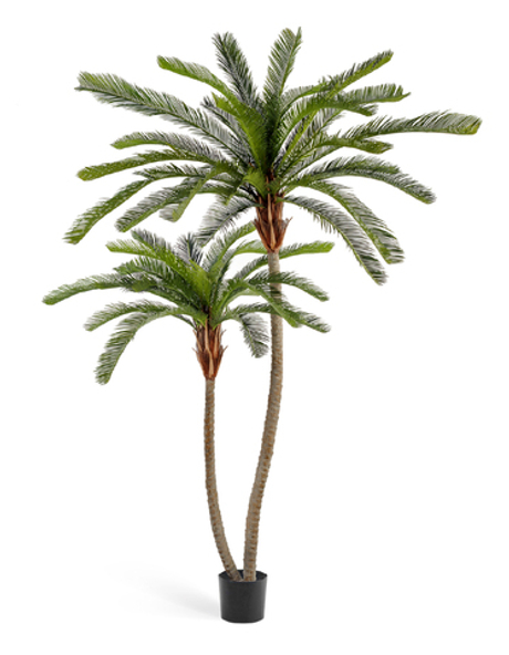 Пальма Цикас двухствольная 250 см