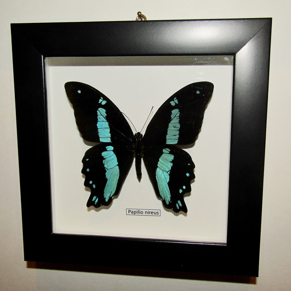 Бабочка Papilio nireus в рамке