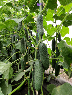 Огурец Эргун F1 7шт ВитаГрин ЭКСТРА