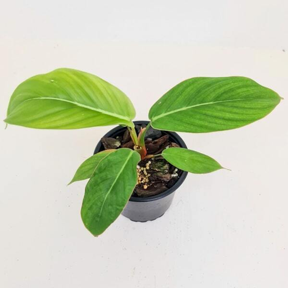 Филодендрон GENICULATUM