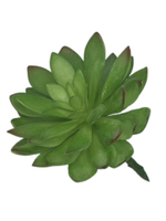 Суккулент 113 зеленый