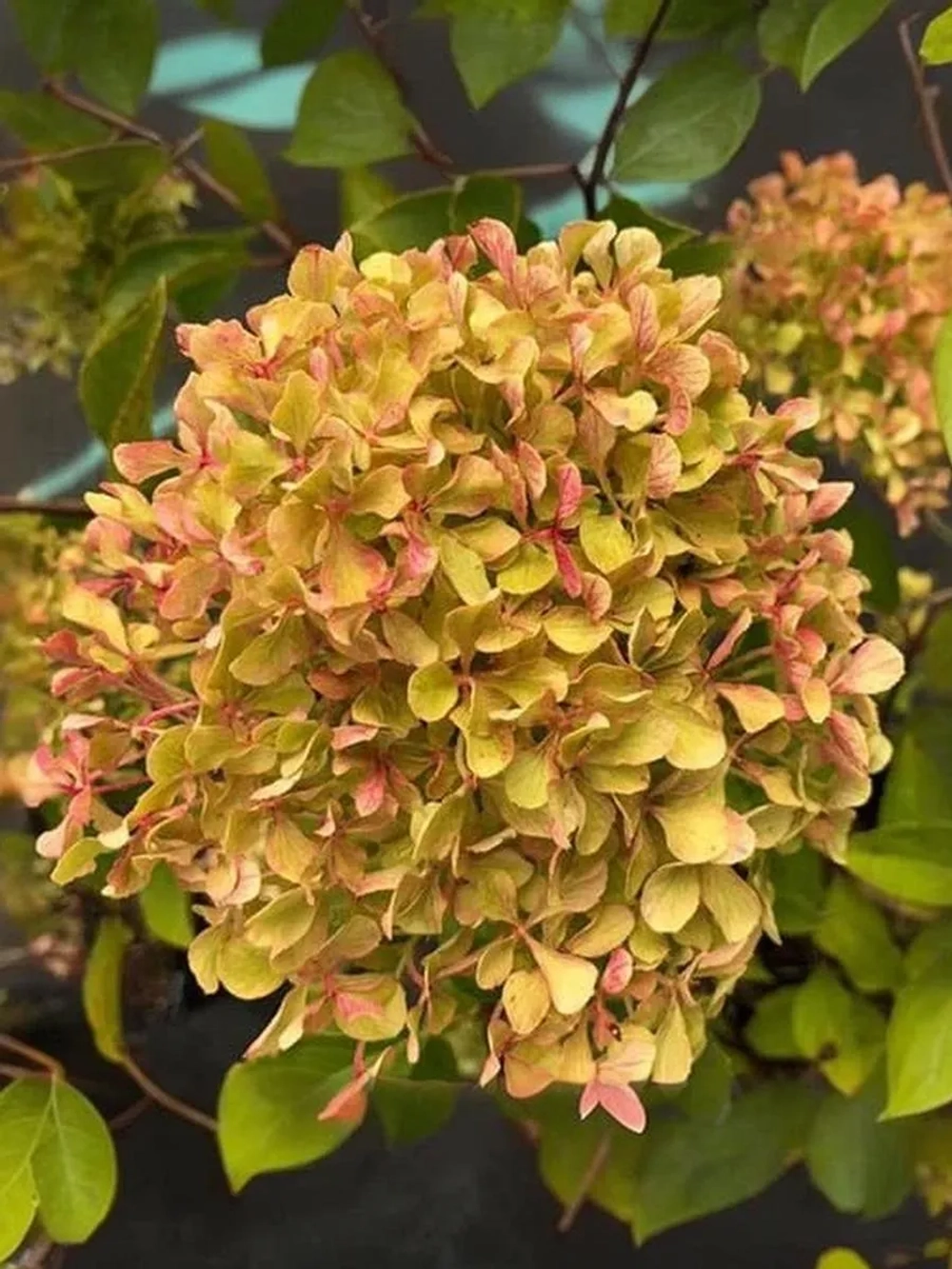 Гортензия метельчатая Романтик Эйс / Жемчужина Фестиваля