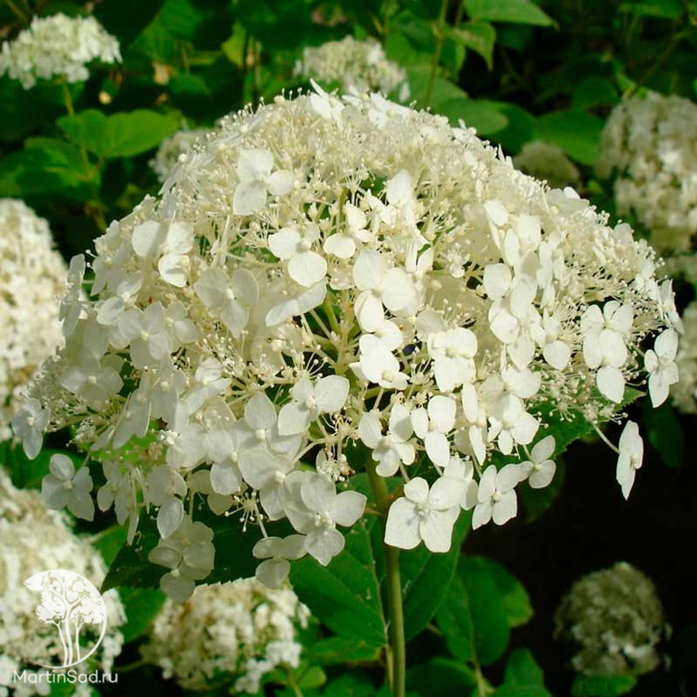 Гортензия древовидная Стерилис С2 20-30