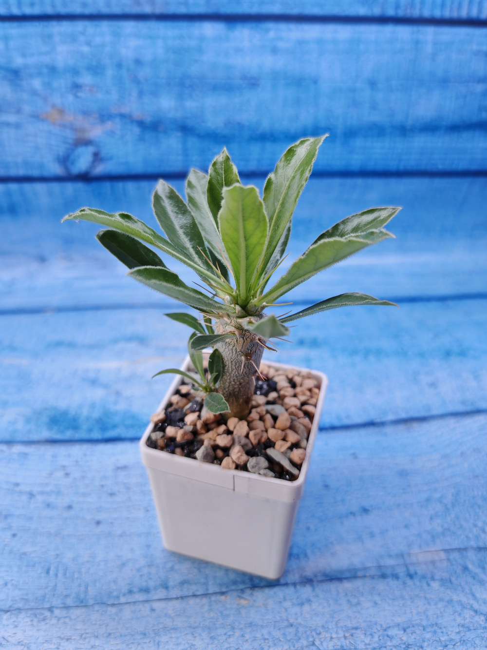 Pachypodium Saundersii (Пахиподиум)