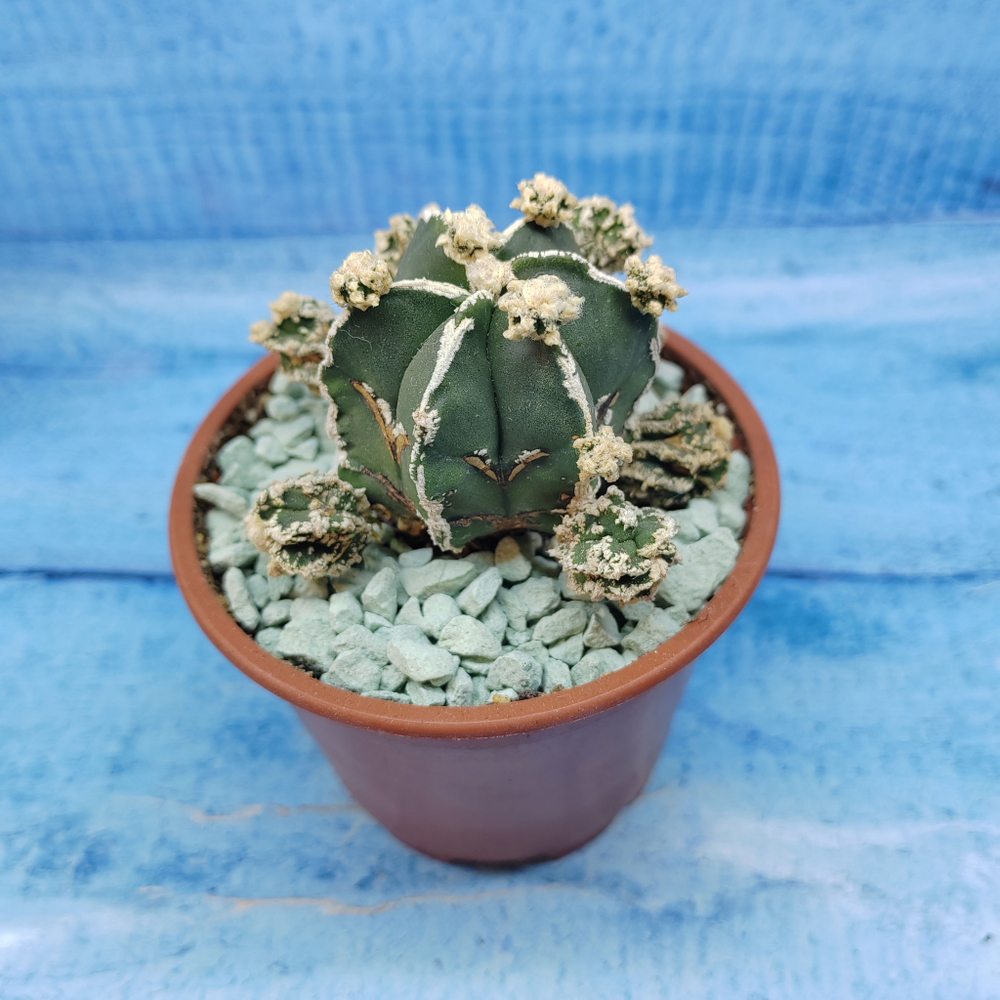 Astrophytum Myriostigma "Hakujo Fukuryu"  (Астрофитум)
