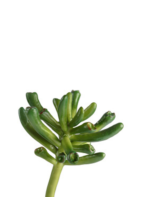 Мини-суккулент Крассула Хоббит