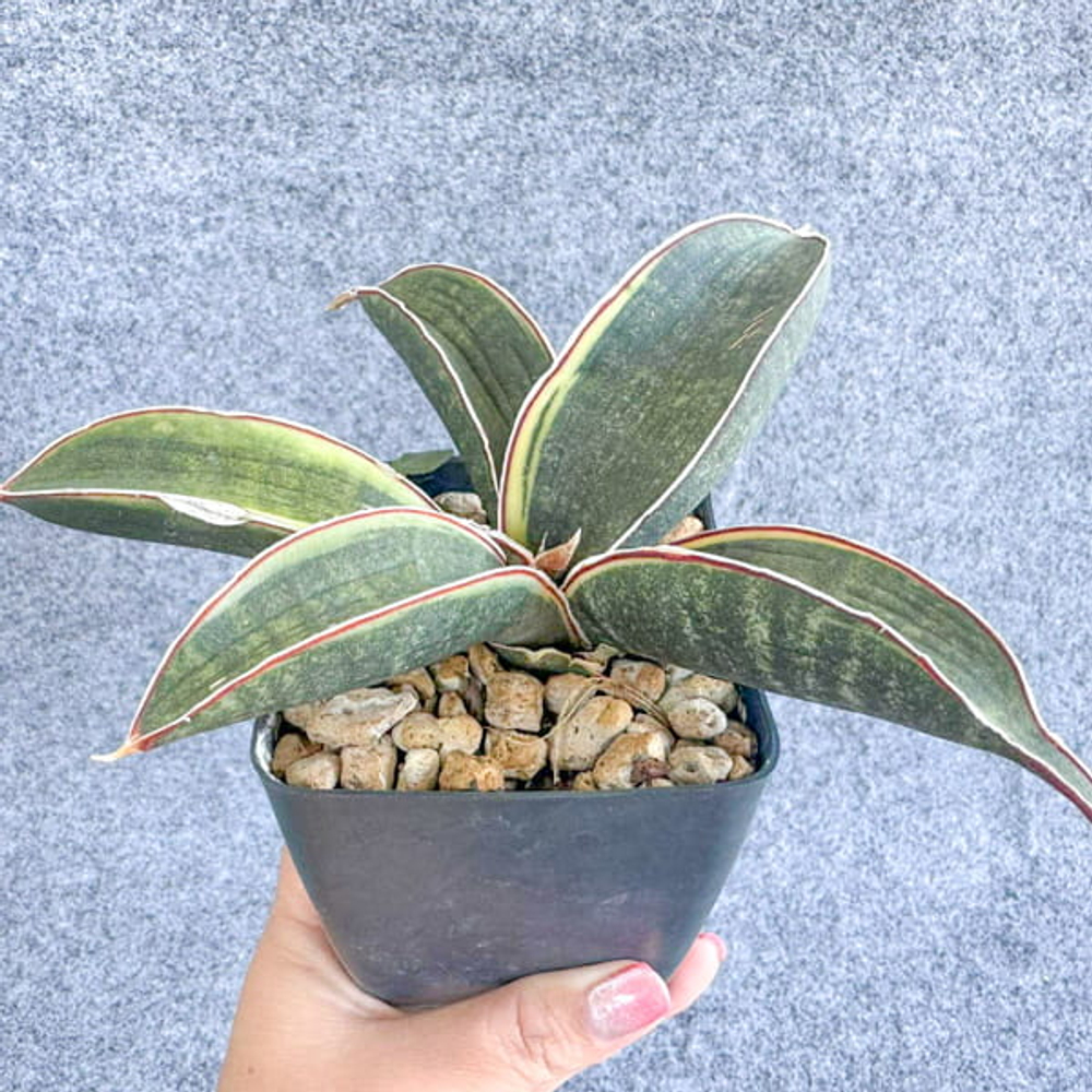 Сансевиерия HALLII BLUE BAT VAR s.L