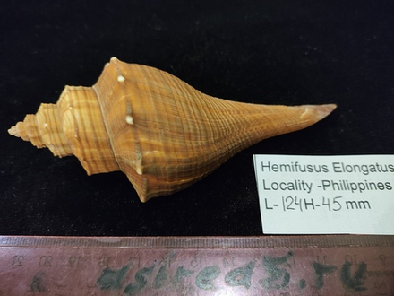Хемифусус Элонгатуc
