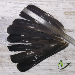 Хвостовое перо глухаря