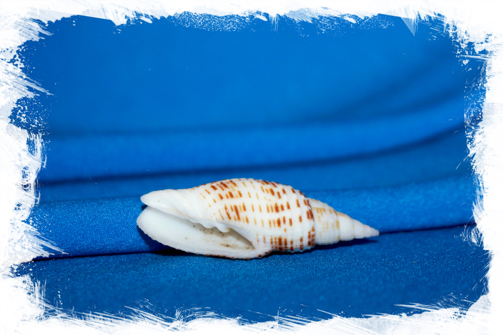 Канцилла гранатина,Cancilla granatina