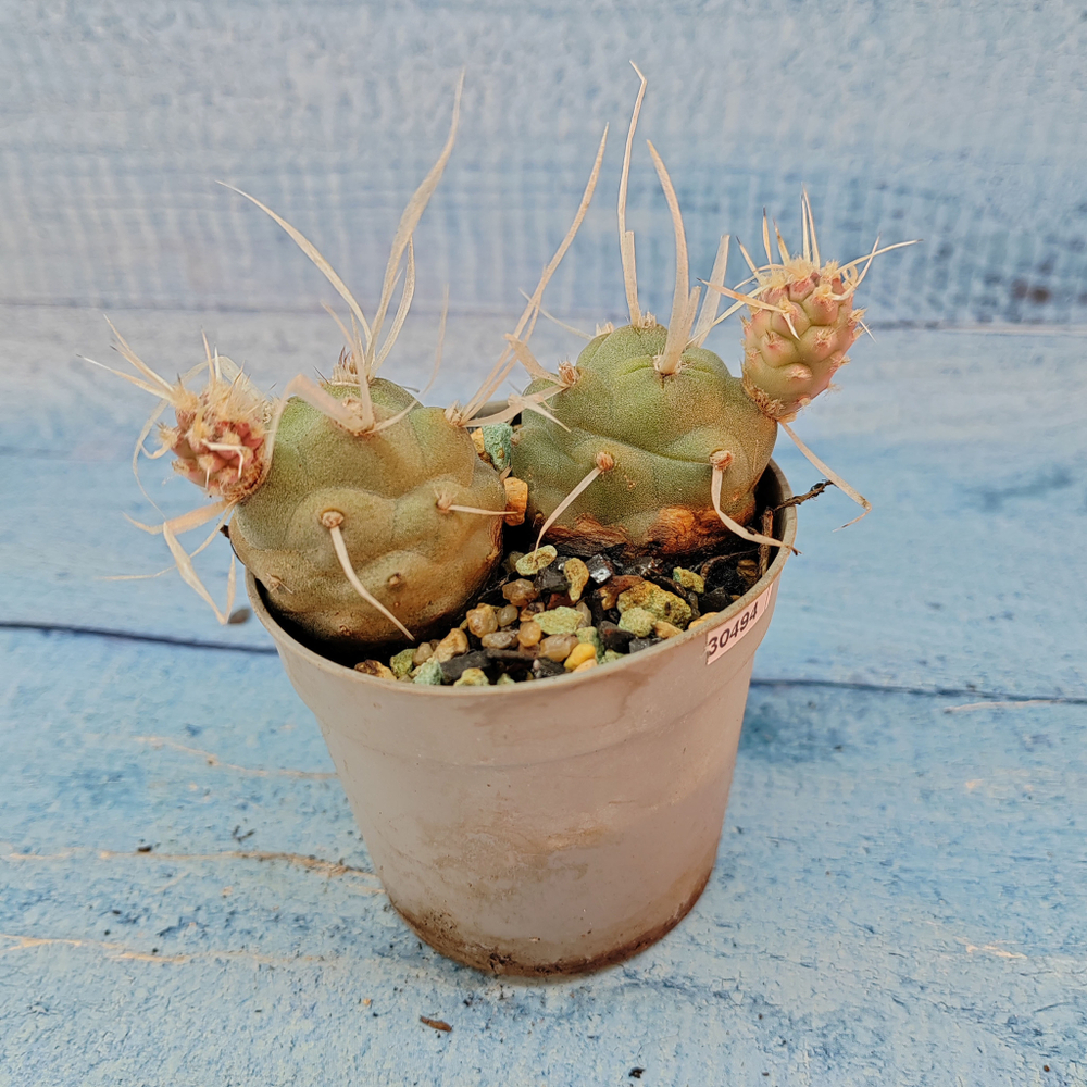 Tephrocactus Articulatus Papyracanthus (Тефрокактус)
