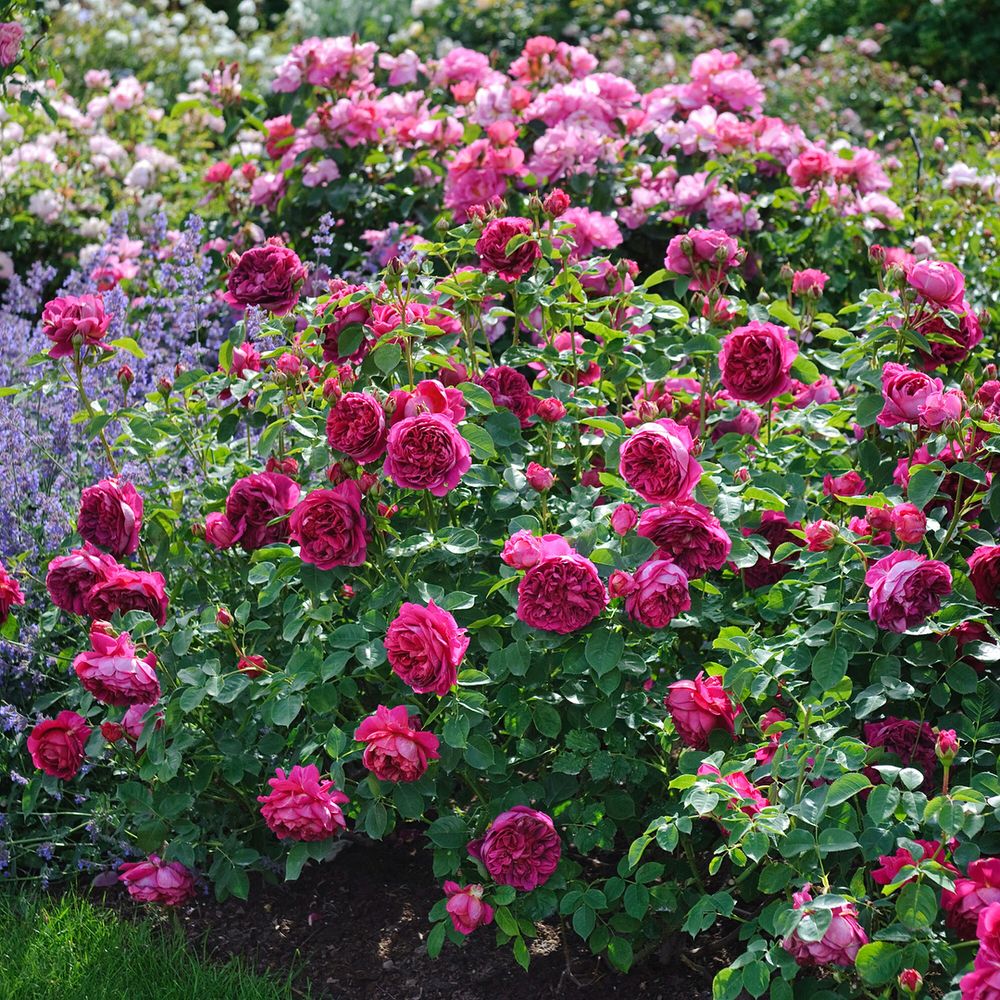 Леди Оф Мегинч (Lady Of Megginch)